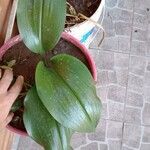 Aspidistra lurida List