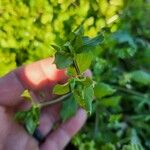 Stellaria neglecta Leaf