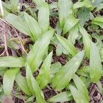 Allium ursinum Habit