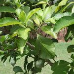 Voacanga africana Frukt