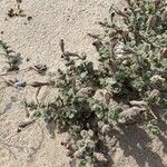 Silene succulenta Floro