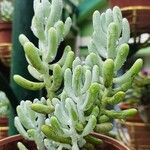 Sedum allantoides Folha