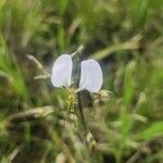 Aneilema hockii Flower