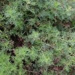 Artemisia chamaemelifolia Leaf