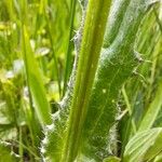 Cirsium dissectum Escorça