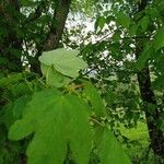 Acer pseudoplatanus Liść