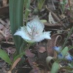 Calochortus westonii Flower