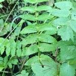 Berula erecta Leaf