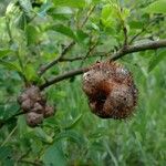 Rosa villosa Fruit