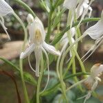 Habenaria procera Flor