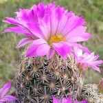Escobaria minima Flor