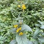 Lysimachia vulgarisFlower