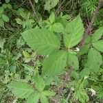 Rubus ulmifolius 葉