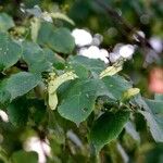 Tilia cordata ഫലം