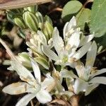 Ornithogalum lanceolatum Floare