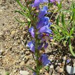 Penstemon scariosus 花