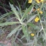 Senecio pterophorus Leaf