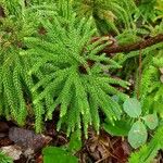 Lycopodium dendroideum Habitat