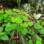 Aristolochia pallida Leaf