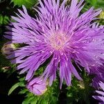 Stokesia laevis 花