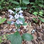 Scutellaria incana Blüte