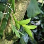 Dendrobium terminale Leaf