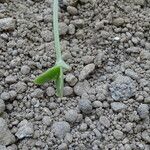 Kalanchoe gastonis-bonnieri Bark