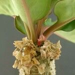 Euphorbia alfredii