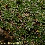 Saxifraga squarrosa Habit