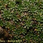 Saxifraga squarrosa عادت