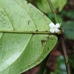 Tricalysia vadensis Flower