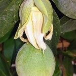 Passiflora caerulea 果実