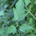 Clematis orientalis Leaf