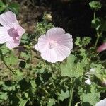 Malva hispanica Flor