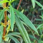 Cistus ladanifer Leaf