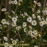 Symphyotrichum pilosum 花