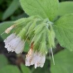 Symphytum orientale Flower