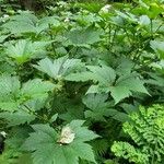 Filipendula rubra Folha