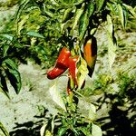 Capsicum annuum 整株植物