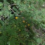 Vachellia nilotica Flor