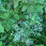 Eupatorium hyssopifolium 花