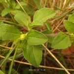 Acanthospermum australe Leaf