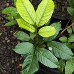 Nephelium lappaceumLeaf