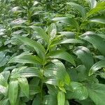 Maianthemum stellatum 整株植物