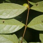 Eugenia basilaris ഇല