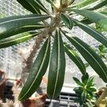 Pachypodium rosulatum Φύλλο