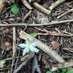 Coptis trifolia Blomma