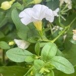 Calibrachoa parviflora Liść