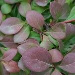 Berberis thunbergiiLeaf