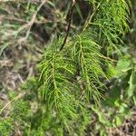 Asparagus racemosus Leaf